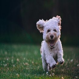 Pies a ogród. Jak ograniczyć niszczenie ogrodu przez psa? Niewidzialne ogrodzenie Dogtrace D-fence