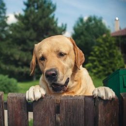 ¿Qué hacer si el perro del vecino ladra y ladra?