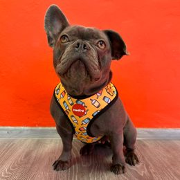 Hundegeschirre Reedog