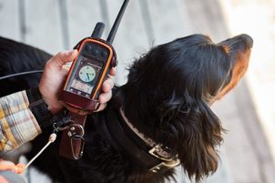 GPS-Halsbänder und Ortungsgeräte für Hunde - Wie wählt man das richtige aus?