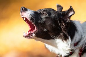 Was sollen Sie tun, wenn Ihr Hund bellt? Der Schlüssel zur Ausbildung eines Hundes mit Anti-bellen Halsband