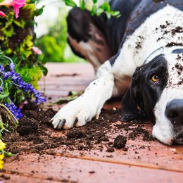 Your dog and the garden: How to prevent garden destruction? The electronic invisible fence Dogtrace d-fence