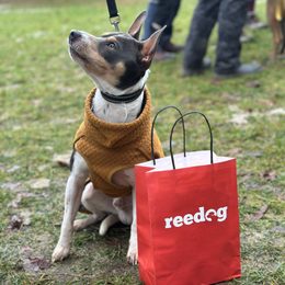 Reedog na Mikołajkowym zakończeniu sezonu 2025