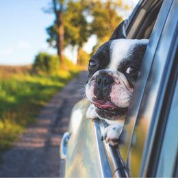 Wie reist man mit Hunden und was schaft man ihm an?