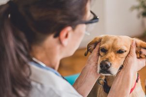 Wie um die Hundeaugen und Ohren pflegen
