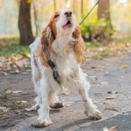 Anti-bark collars