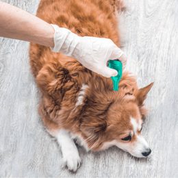 Parazitaellenes szerek