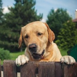 Čo robiť, keď pes suseda šteká a šteká?
