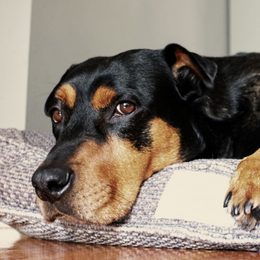 Wie wählt man das richtige Hundebett aus?
