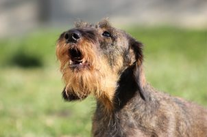 Video: Zgardă anti lătrat Canicalm Sonic, cu vibrații și ultrasunete