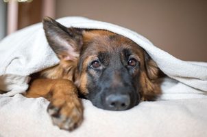 Die häufigsten Erkrankungen von Hunden: Symptome, Manifestationen, Behandlung