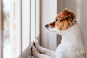 Jak odnaučit psa štěkat v bytě