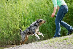 Neue Naturbonbons für Hunde Natureca: Belohnen Sie Ihre Haustiere gesund!