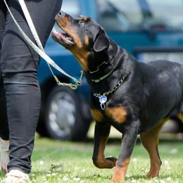 Collares de adiestramiento para perros: alcance declarado por el fabricante frente a alcance real