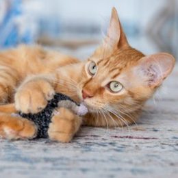 Jucării pentru pisici