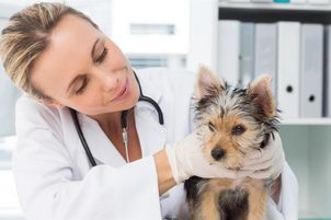 Entzündung des Pharynx und Larynx bei einem Hund: Wie kann man es erfolgreich behandeln?