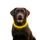 Collar luminoso Reedog Full Light USB recargable para perros y gatos