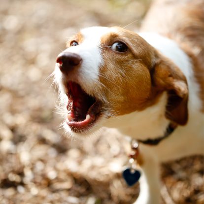 Gentle Help for Unwanted Barking in Small Dogs – Dogtrace d-mute small Anti-Bark Collar