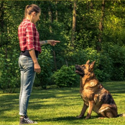 Basic command for the dog: the key to obedience and harmonious coexistence