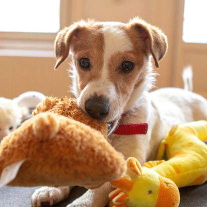 Looking for an easy way to entertain a bored dog? Reedog toys are the way to go!
