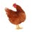 Poultry