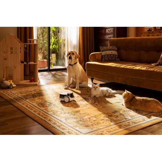 ROLA PetPal smart companion with AI