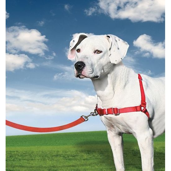 Harness for dog EasyWalk - Pet Supplies - Reedog.eu