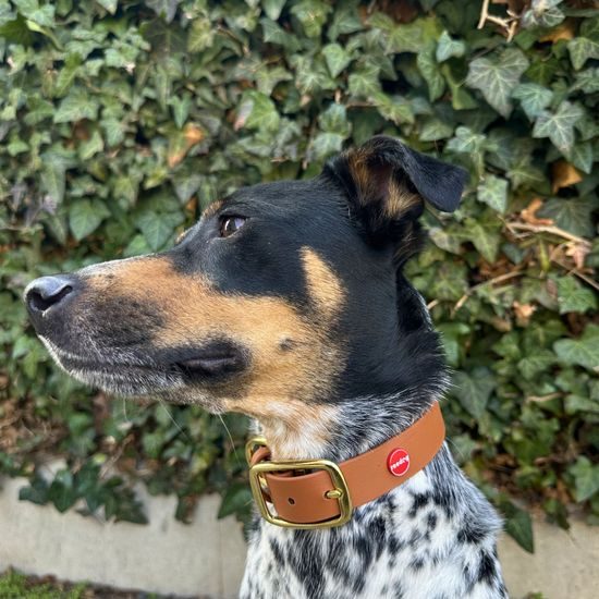 Reedog obojek světle hnědý Biothane