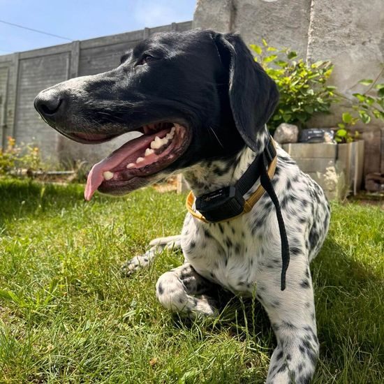 Collar de entrenamiento para perros d-control edge - receptor IZV