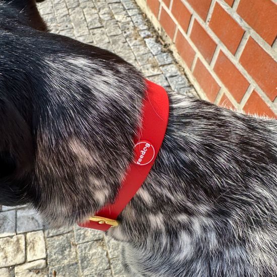 Reedog Red Biothane Collar
