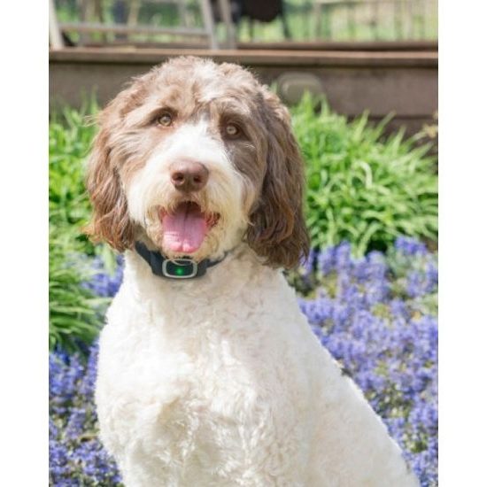B-Ware - PetSafe® No Bark