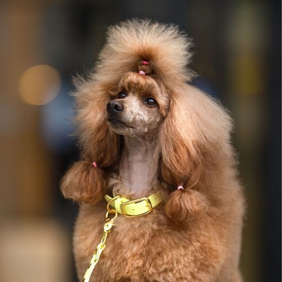 Halsband Bura pastellgelb PUP´S Paradise