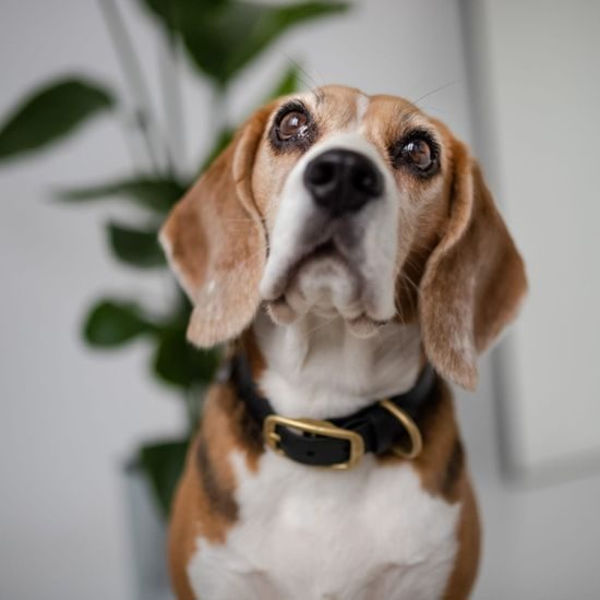 Halsband Bura schwarz Coco Psianel