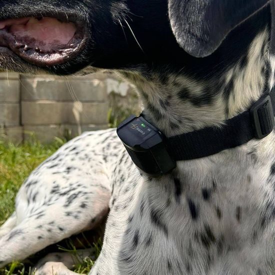 Collar de entrenamiento para perros d-control edge - receptor IZV