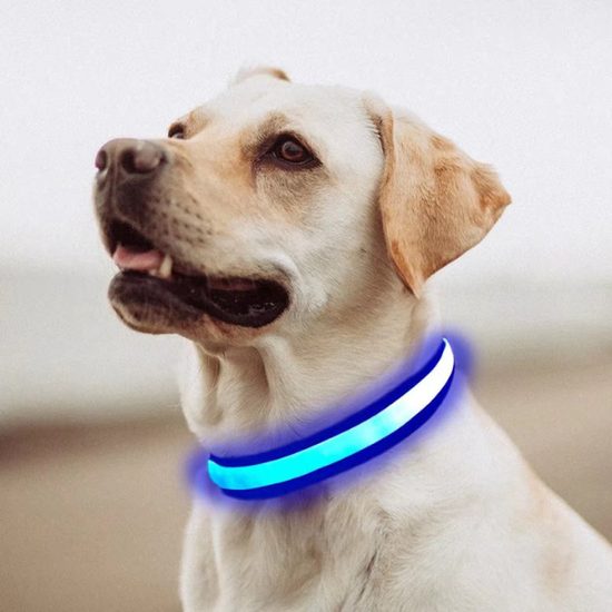 Collar luminoso USB Reedog Flash para perros pequeños, medianos y grandes
