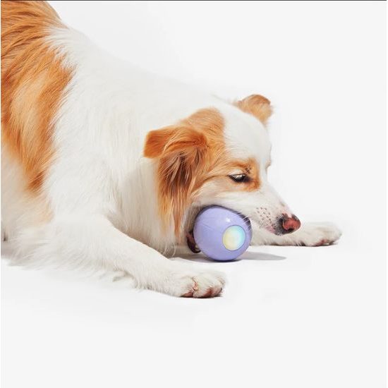 Cheerble Wicked Ball PE for medium and large dogs purple