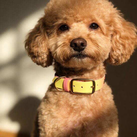 Collar Bura Pink Malibu