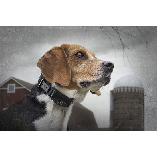 SportDOG® NoBark SBC-R-E