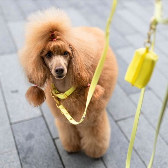 Halsband Bura pastellgelb PUP´S Paradise