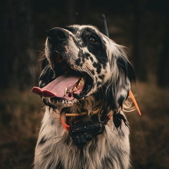 Such- und Trainingsgerät mit Schallortungsgerät DOG GPS X25TB