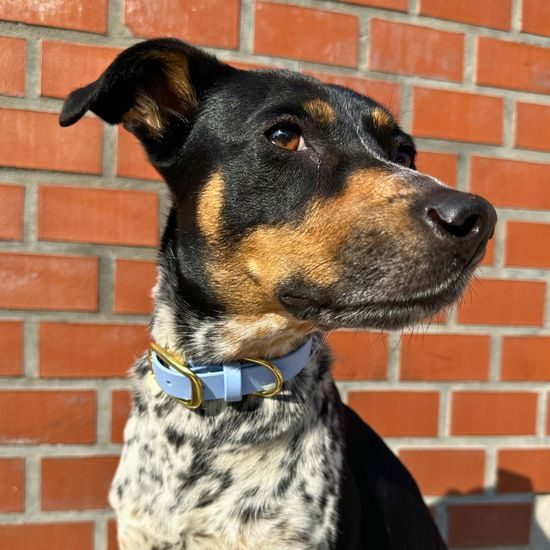 Reedog obojek nebesky modrý Biothane