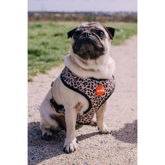 Geschirr Reedog LEO