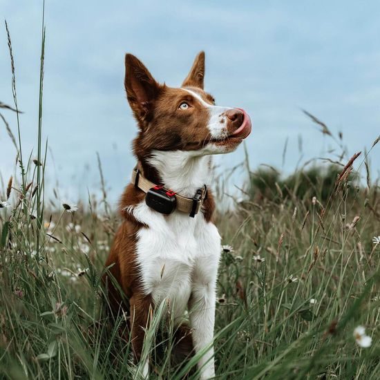 Dogtrace DOG GPS mini