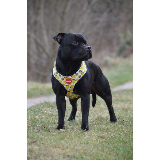 Szelki Reedog LEMON