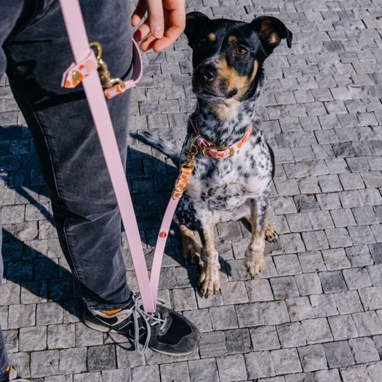 Collar Reedog rosa corazones BioThane