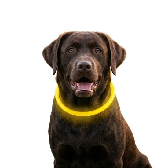 Collar luminoso Reedog Full Light USB recargable para perros y gatos