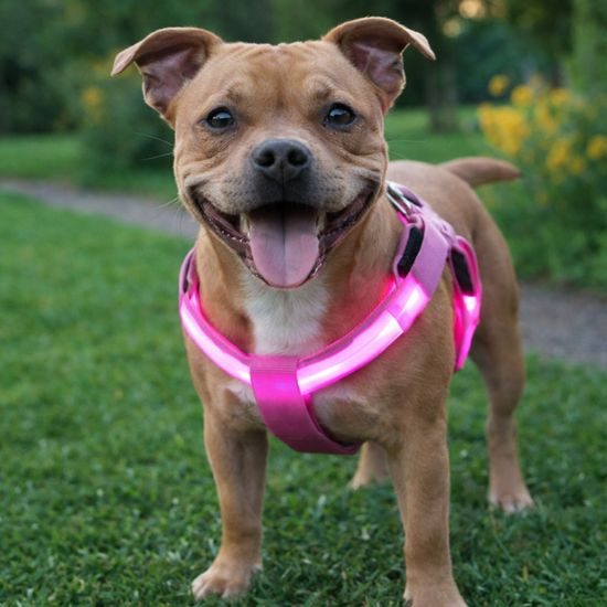 Arnés luminoso Reedog para perros y gatos