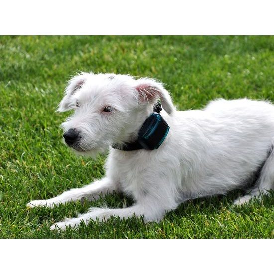 Dogtrace d-control 500 mini