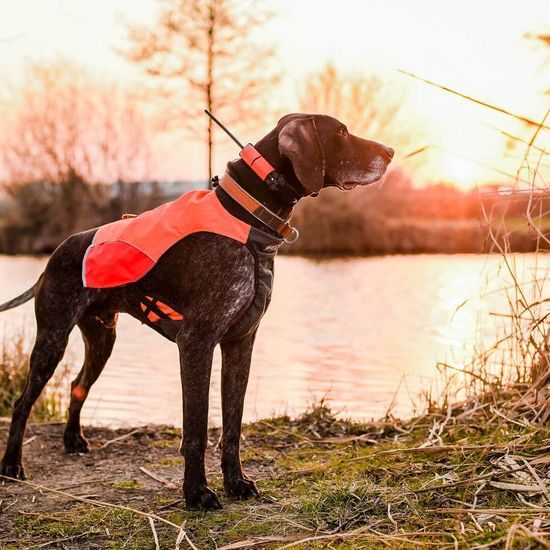 Dog tracking device DOG GPS X25 Training collars Reedog.eu
