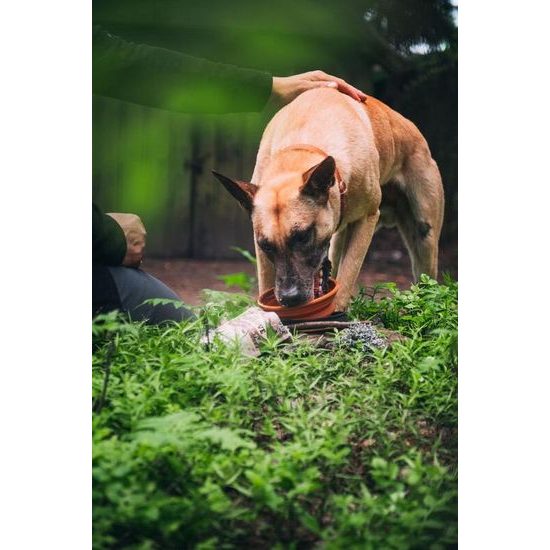 Carnilove Pouch para Perros Paté de Avestruz con Moras 300 g